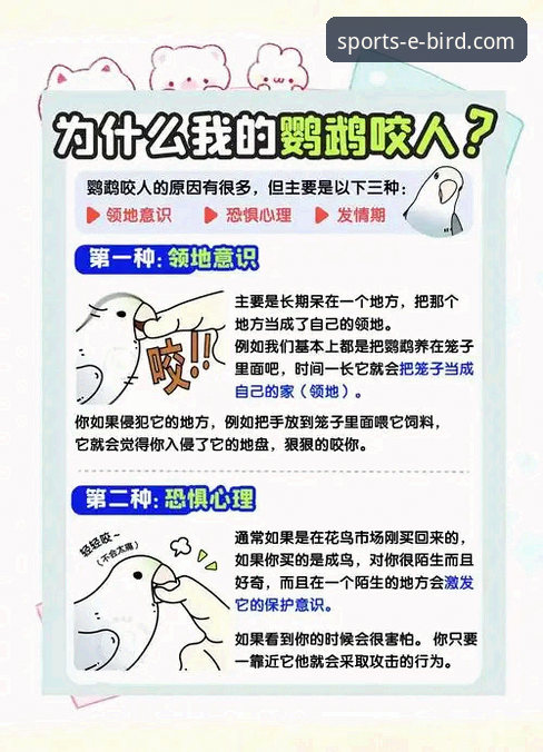 资深用户揭秘：小鸟体育网页版不容错过的5大核心功能与3个使用技巧