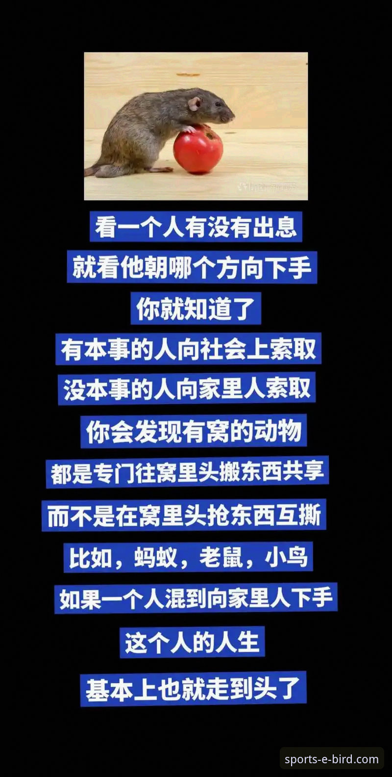 资深用户分享：小鸟体育数据平台安全吗？我的实战使用心得